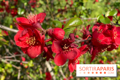 Les cerisiers et arbres en fleurs de l’Arboretum de Chevreloup