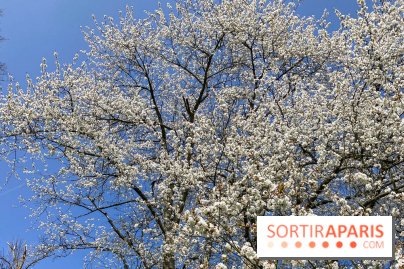 Les cerisiers et arbres en fleurs de l’Arboretum de Chevreloup