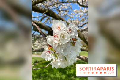 Les cerisiers et arbres en fleurs de l’Arboretum de Chevreloup