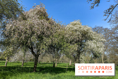 Les cerisiers et arbres en fleurs de l’Arboretum de Chevreloup