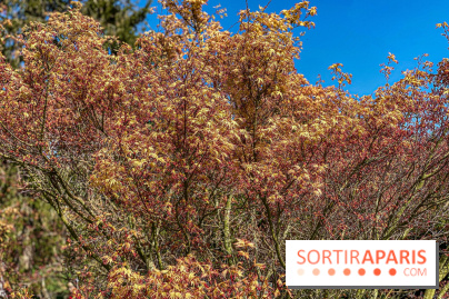Les cerisiers et arbres en fleurs de l’Arboretum de Chevreloup