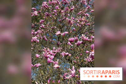 Les cerisiers et arbres en fleurs de l’Arboretum de Chevreloup