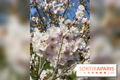 Les cerisiers et arbres en fleurs de l’Arboretum de Chevreloup