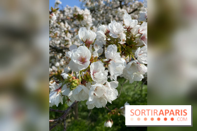 Les cerisiers et arbres en fleurs de l’Arboretum de Chevreloup