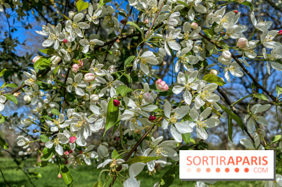 Les cerisiers et arbres en fleurs de l’Arboretum de Chevreloup