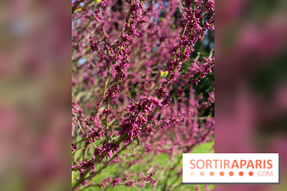 Les cerisiers et arbres en fleurs de l’Arboretum de Chevreloup
