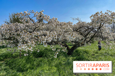 Les cerisiers et arbres en fleurs de l’Arboretum de Chevreloup