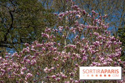 Les cerisiers et arbres en fleurs de l’Arboretum de Chevreloup