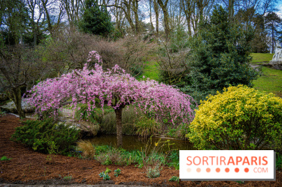 Cerisiers en fleurs à paris et aux alentours - Parc Montsouris