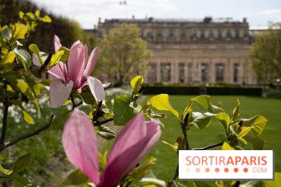 Cerisiers en fleurs à paris et aux alentours - Palais Royal
