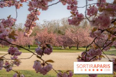 Le Parc de Sceaux et ses cerisiers en fleurs
