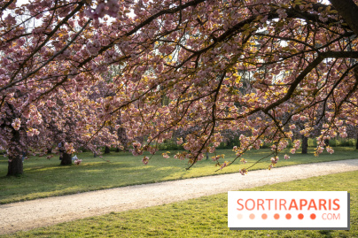 Le Parc de Sceaux et ses cerisiers en fleurs