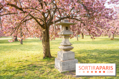 Le Parc de Sceaux et ses cerisiers en fleurs