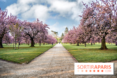 Le Parc de Sceaux et ses cerisiers en fleurs