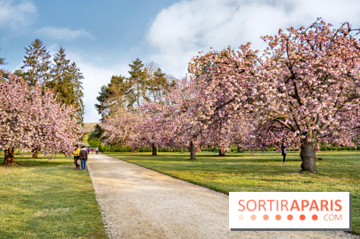 Le Parc de Sceaux et ses cerisiers en fleurs
