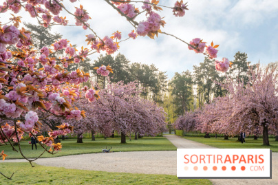 Le Parc de Sceaux et ses cerisiers en fleurs