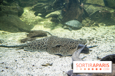 L'Aquarium Tropical de la Porte Dorée