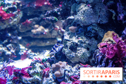 L'Aquarium Tropical de la Porte Dorée