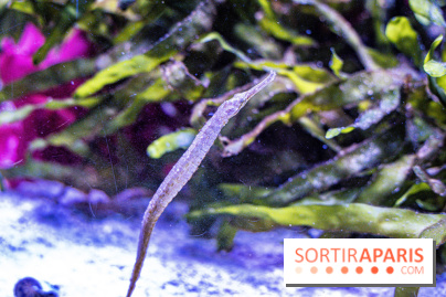 L'Aquarium Tropical de la Porte Dorée