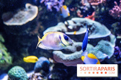 L'Aquarium Tropical de la Porte Dorée