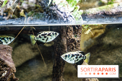 L'Aquarium Tropical de la Porte Dorée