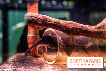 L'Aquarium Tropical de la Porte Dorée