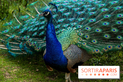 Le Parc de Bagatelle