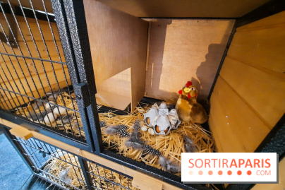 Le « Dîner avec les poules », nos photos