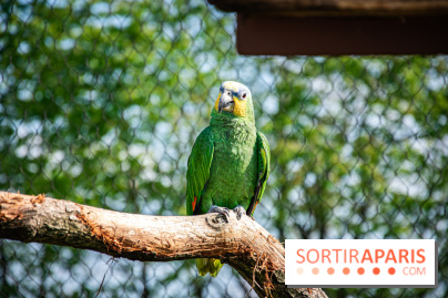 Parrot World, le parc animalier immersif d'Île-de-France