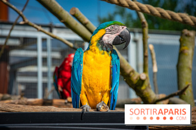 Parrot World, le parc animalier immersif d'Île-de-France
