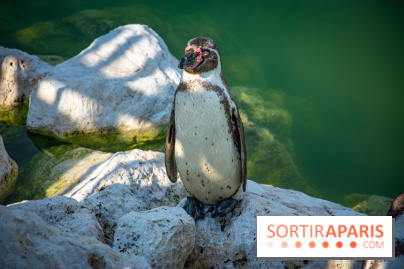 Parrot World, le parc animalier immersif d'Île-de-France