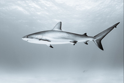 Sous la Seine 2 : une suite prévue sur Netflix pour le film de requins français