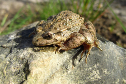 crapaud 