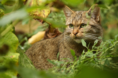 Biodiversité : quel est ce félin sauvage de retour dans les forêts d'Île-de-France ?