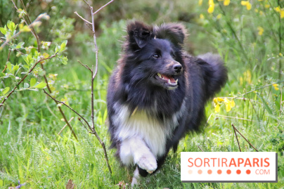 Deux boutiques éphémères Royal Canin dédiées aux chiens et aux chats ont ouvert à Paris