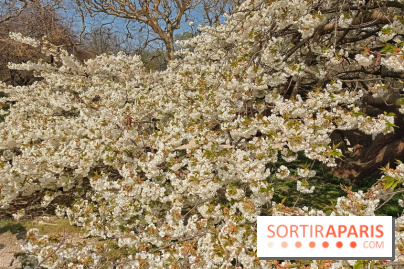La Fête des sens s'invite au Jardin des Plantes