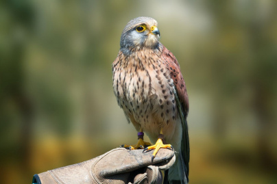 Paris-Saint-Germain : la pelouse du Parc des Princes protégée par des faucons