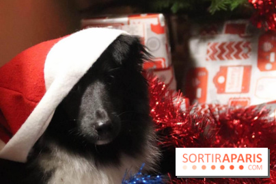 Christmas Show, la soirée caritative pour les refuges canins au Théâtre du Gymnase Marie Bell