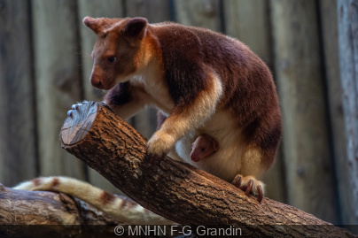 Un piccolo canguro degli alberi nasce al Jardin des Plantes Menagerie ...