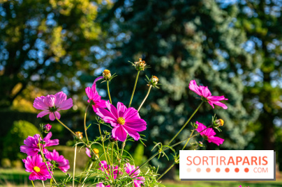 fleurs nature visuels actualités