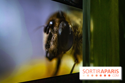 Photos : Odyssée sensorielle, l’expo immersive au Museum 