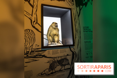 Photos : Odyssée sensorielle, l’expo immersive au Museum 