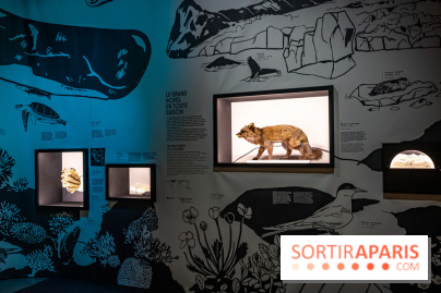 Photos : Odyssée sensorielle, l’expo immersive au Museum 