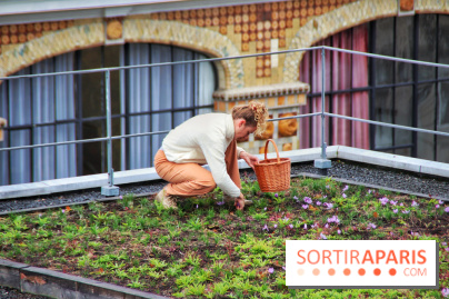 Des ateliers hors du temps pour cultiver le safran sur les toits de Paris