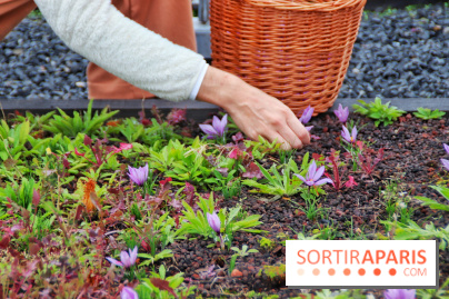 Des ateliers hors du temps pour cultiver le safran sur les toits de Paris