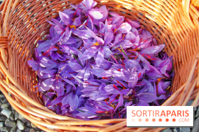 Des ateliers hors du temps pour cultiver le safran sur les toits de Paris