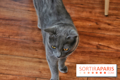 Le Moustache Pension, un hôtel pour chats douillet qui accueille vos compagnons à Paris