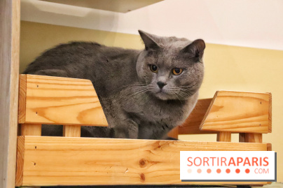 Le Moustache Pension, un hôtel pour chats douillet qui accueille vos compagnons à Paris