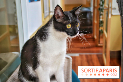 Le Moustache Pension, un hôtel pour chats douillet qui accueille vos compagnons à Paris
