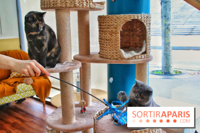 Le Moustache Pension, un hôtel pour chats douillet qui accueille vos compagnons à Paris